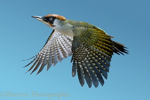 Green Woodpecker in flight