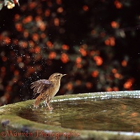 Wren bathing in a birdbath
