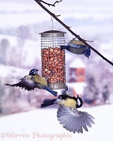Great Tit and Blue Tits on peanut feeder