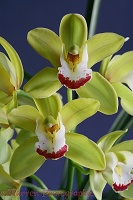Hybrid orchid