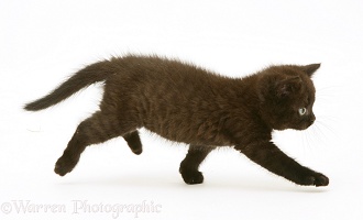 Black British Shorthair kitten running across