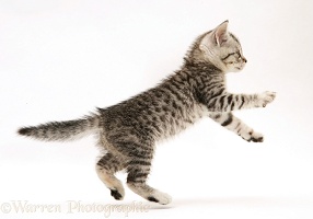 Silver spotted shorthair kitten leaping forward