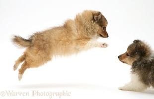 Sable Shetland Sheepdog (Sheltie) pups at play