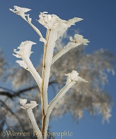 Hogweed with rime