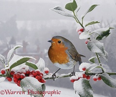 Robin on snowy Holly berries