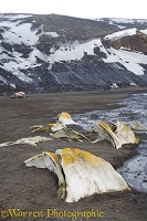 Old buried whale bones