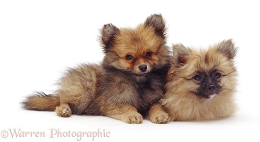 Pair of Pomeranian puppies