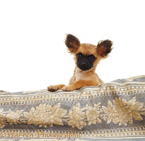 Long-coated Chihuahua bitch