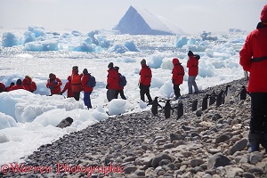 Adelie Penguins waiting for tourists to pass