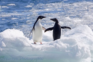 Adelie Penguins on an iceberg