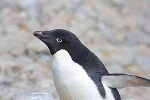 Adelie Penguin