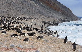 Adelie Penguin colony