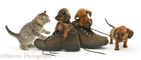 Dachshund pups and kitten and boots