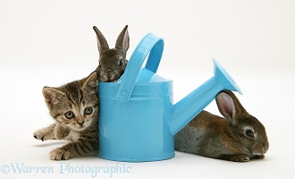 Tabby kitten with rabbits in a toy watering can