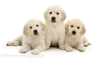 Three Golden Retriever pups