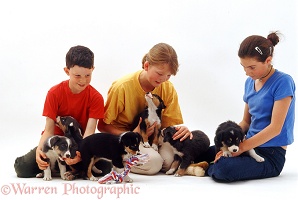 Children with Border Collie pups