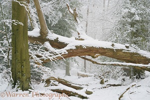 Woodland in winter