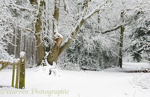 Deciduous woodland with snow