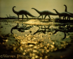 Herd of Brontosaurus (Apatosaurus)