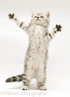 Silver tabby kitten reaching up and grasping
