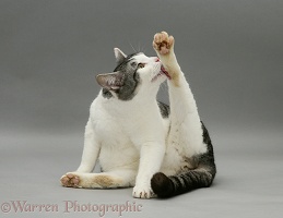 Tabby and white cat 'funnel-grooming'