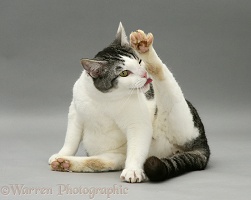 Tabby and white cat 'funnel-grooming'