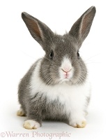 Baby Dutch-cross rabbit