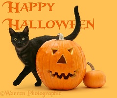 Black smoke cat rubbing past a Halloween Pumpkin