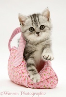 Silver tabby kitten in a child's pink cloth bag