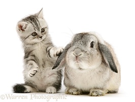 Silver tabby kitten with silver agouti Lop rabbit