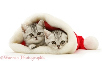 Pair of silver tabby kittens in a Santa hat