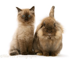 Chocolate Birman-cross kitten with chocolate rabbit