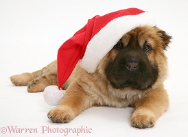 Shar Pei pup wearing a Santa hat