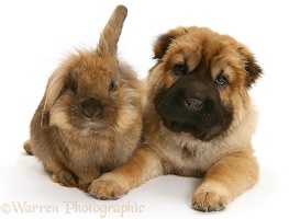 Shar Pei pup and Lionhead rabbit