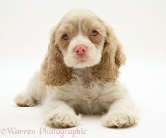 Lilac-and-white American Cocker Spaniel pup
