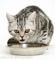Silver tabby cat eating from a stainless steel bowl