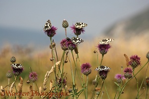 Marbled White Butterflies