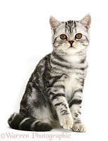 Silver tabby cat sitting