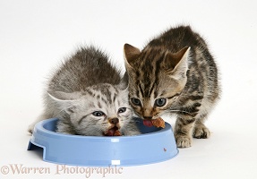 Silver and brown tabby kittens scoffing their food