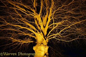 Floodlit beech tree