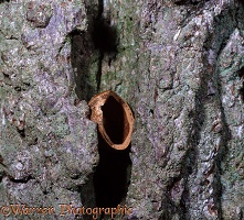 Nuthatch opened nut