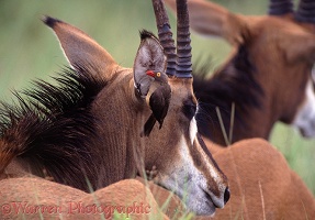 Red-billed Ox-pecker on Sable Antelope