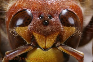 European Hornet head of queen showing ocelli