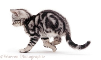 Three-legged amputee silver tabby kitten, 12 weeks old
