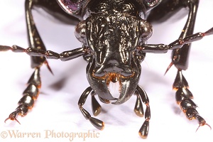 Ground Beetle face and jaws