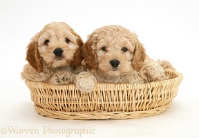 American Cockapoo puppies in a basket
