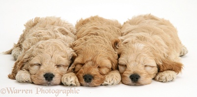 Sleepy American Cockapoo puppies