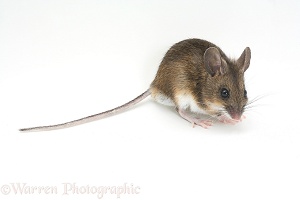 Long-tailed Field Mouse