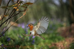 European Robin in flight