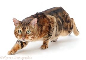 Furtive Bengal cat